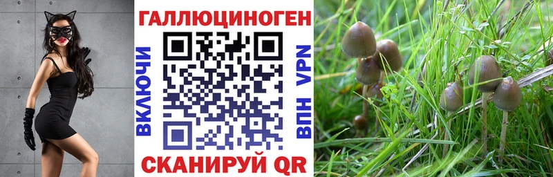 Купить закладки  Кохма  Галлюциногенные грибы Psilocybe 